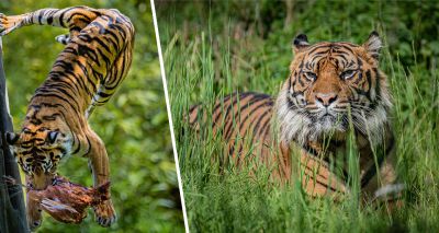 Rare tiger arrives at Chester Zoo